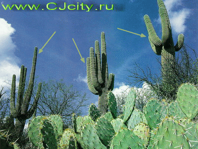 Пейотлевые кактусы широко распространены в Центральной Америке
