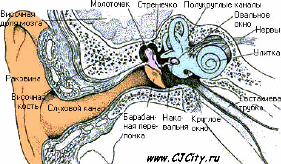 Схема слухового тракта